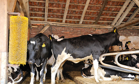 Merkmale der Holstein Rinder